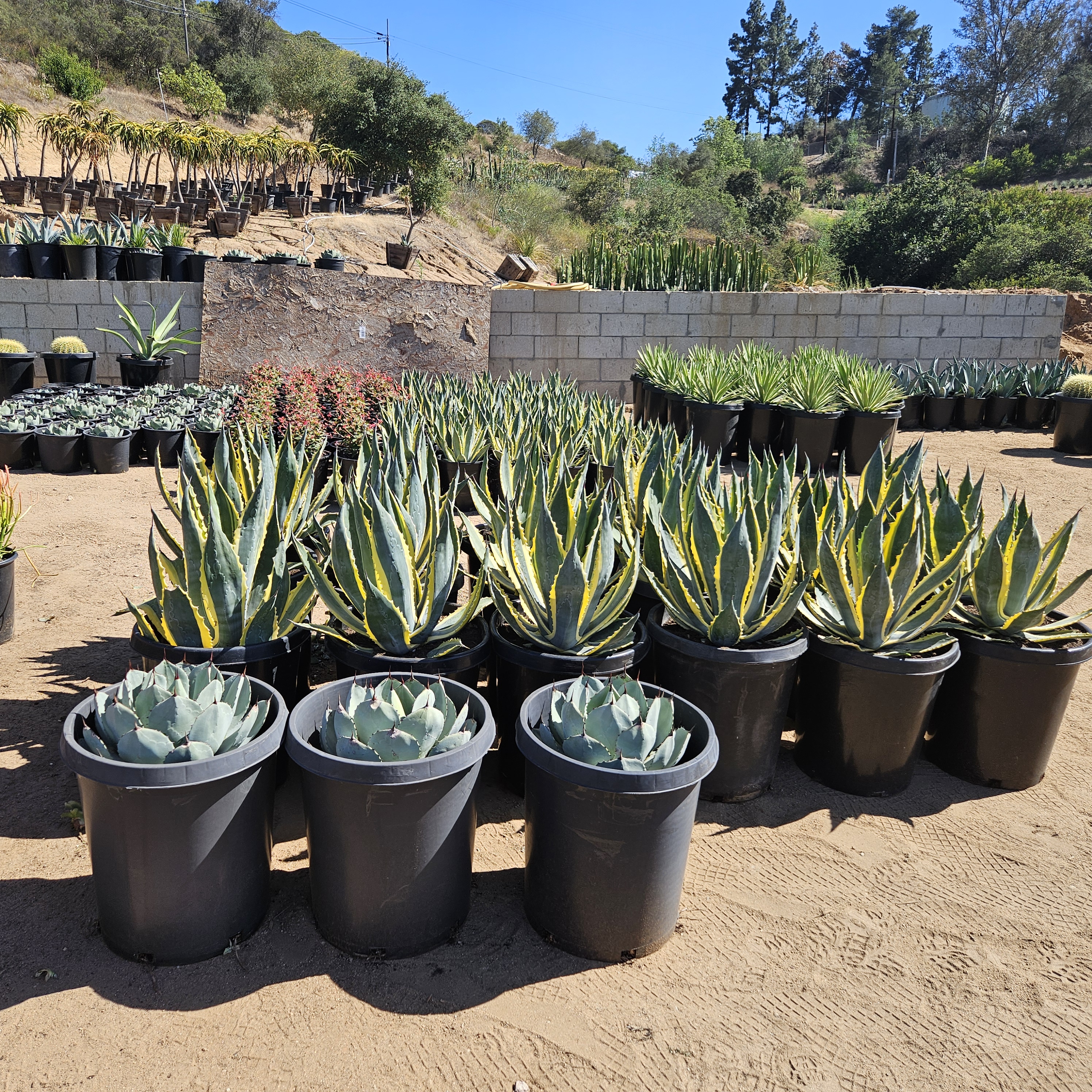 Rows of healthy potted boxwoods