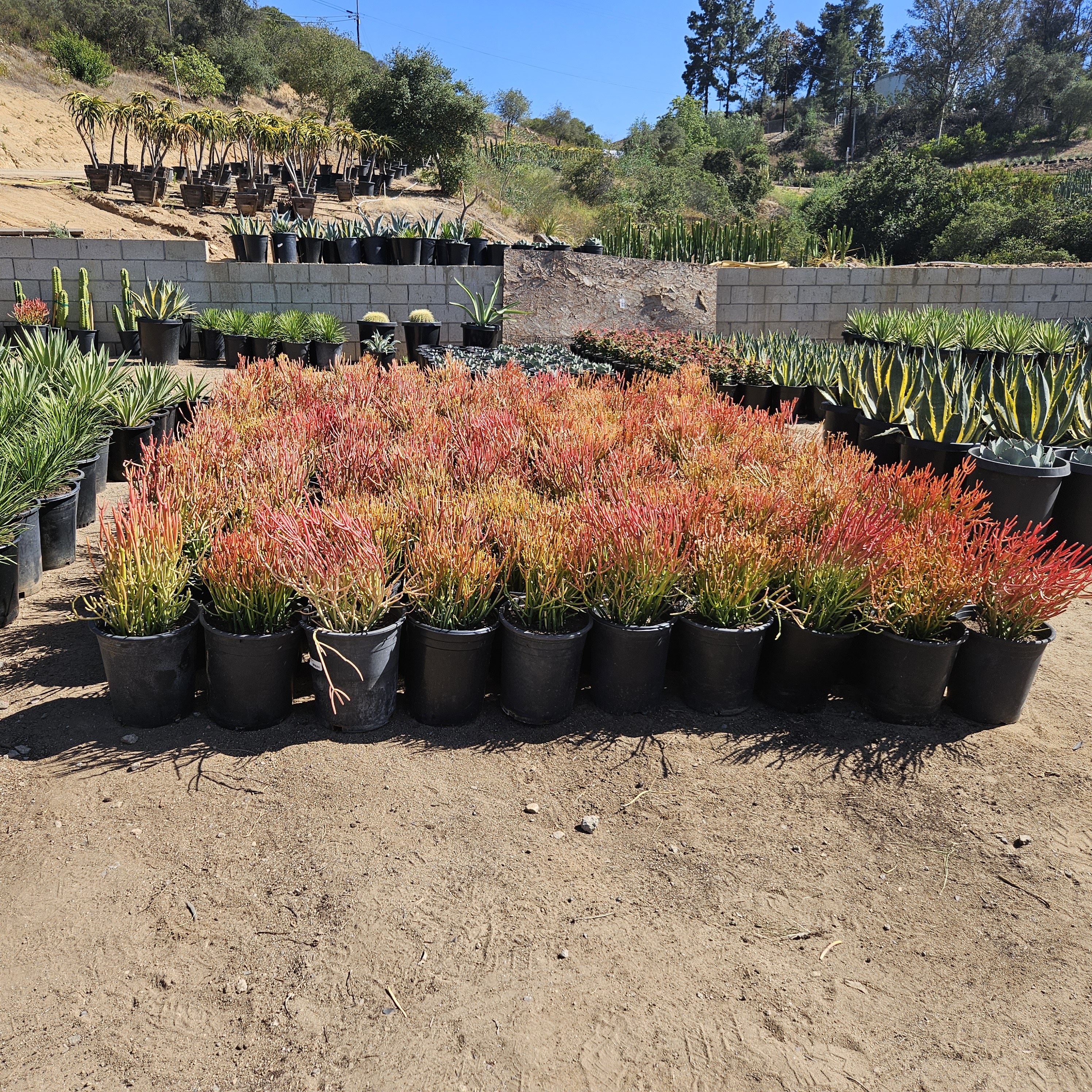 Colorful plants beneath a blue sky