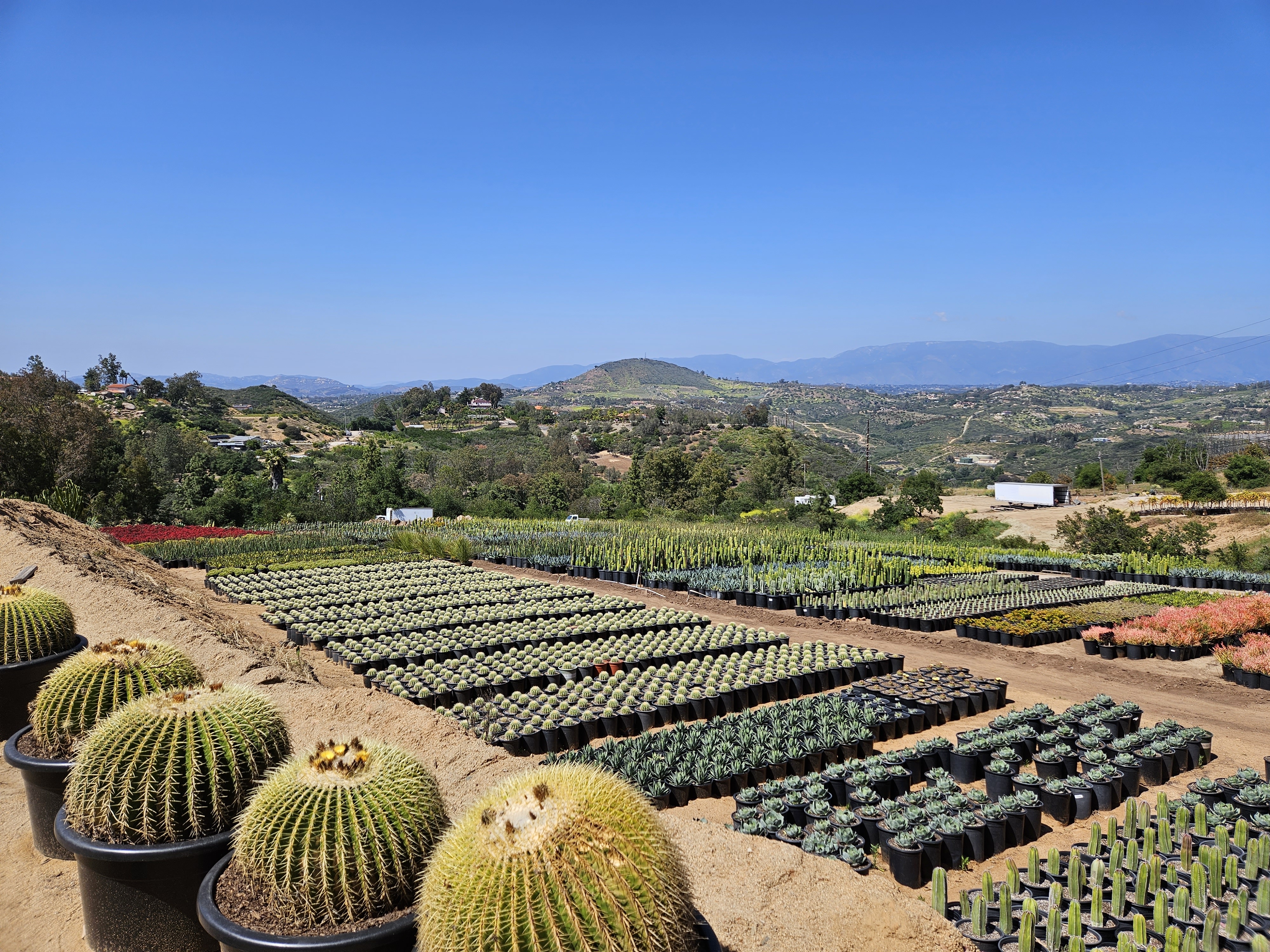 Orderly rows of green nursery plants
