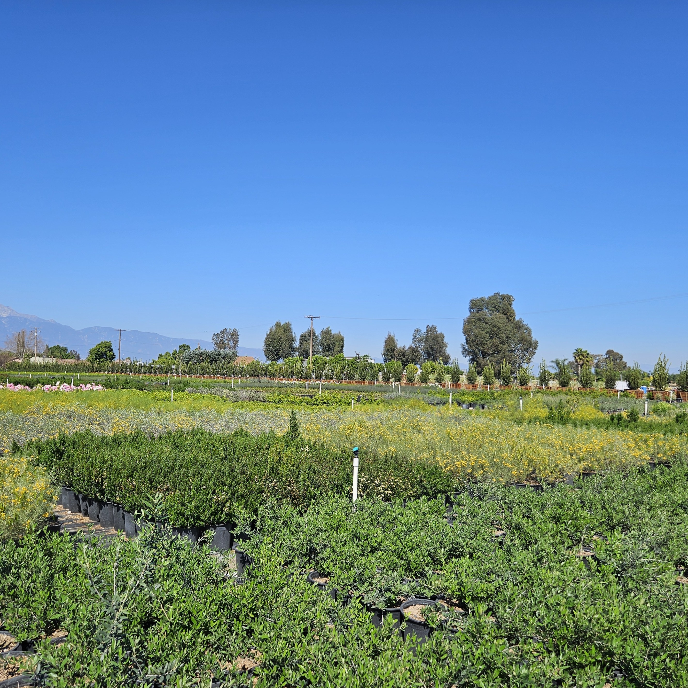 Rows of shrubs with mountains in the distance